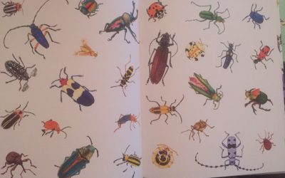 Beetles, bugs and…books!